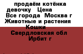 продаём котёнка девочку › Цена ­ 6 500 - Все города, Москва г. Животные и растения » Кошки   . Свердловская обл.,Ирбит г.